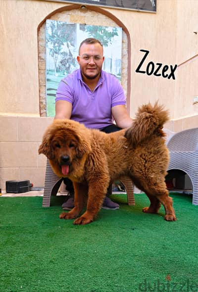 Tbietan mastiff
