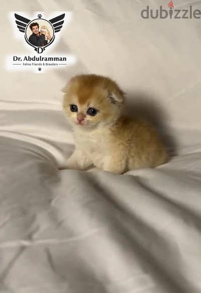 Pure Scotch Fold, imported and registered