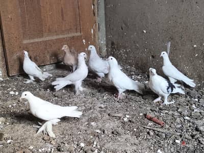 مجموعة حمام شغاله مشاء الله