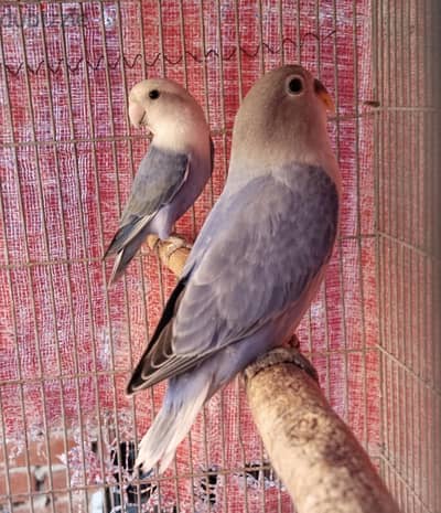 روز اول شغل