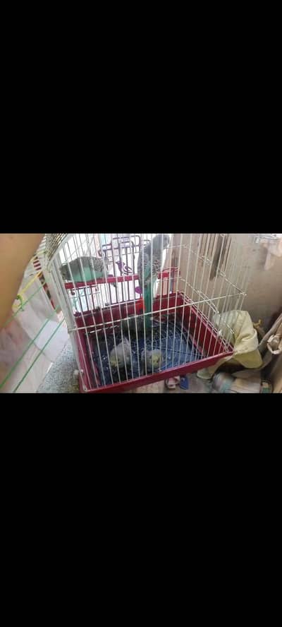 خمس شباب استرالي بصحه جيده والوان جميله من اسكندريه