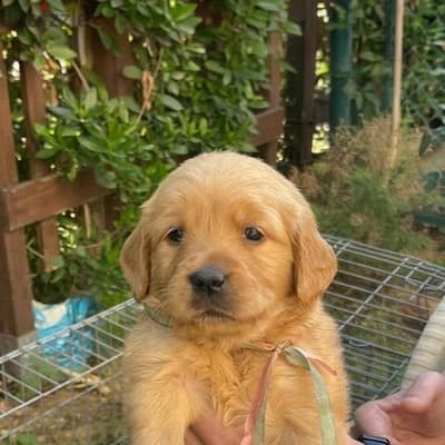 Pure Golden Retriever Puppies –  جراوي جولدن بيور الاب مستورد