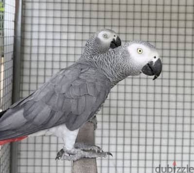 جوز من African Grey Parrots  (ولد وبنت)شباب. بادئي الكلام وهادئين جدا