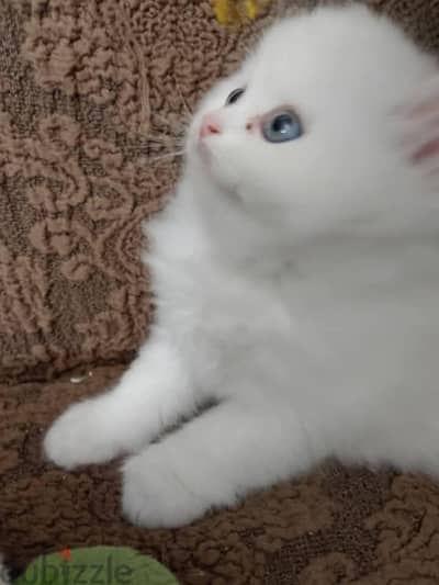 كيتن شيرازي بيور  قطط ود بنت cat male female pure shirazi cats