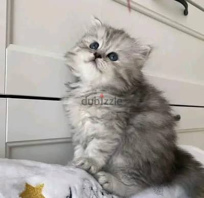 كيتن شيرازي بيور  قطط ود بنت cat male female pure shirazi cats