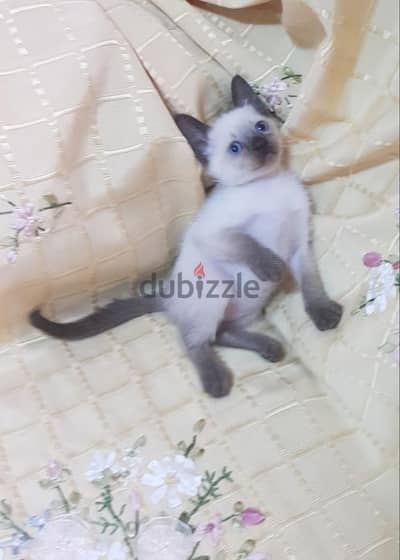 قط سيامي siamese kittens cat purebred