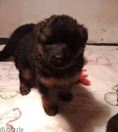 German shepherd puppies male female شورت جراوي جيرمن شيبرد ذكر انثي