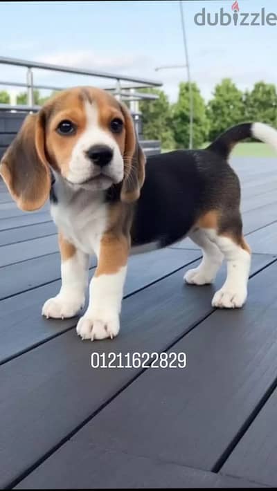 Beagle puppies بيجل