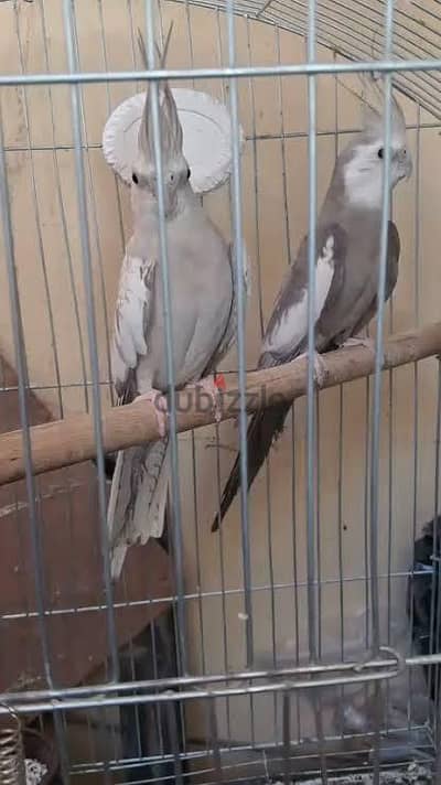كوكتيل فرنساوي