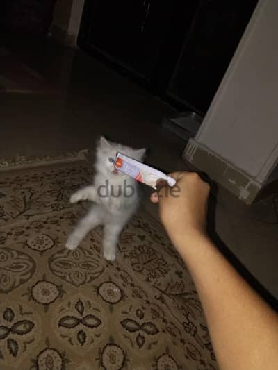 قطه شيرازي