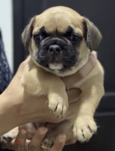 French bulldog puppy فرنش بولدوج