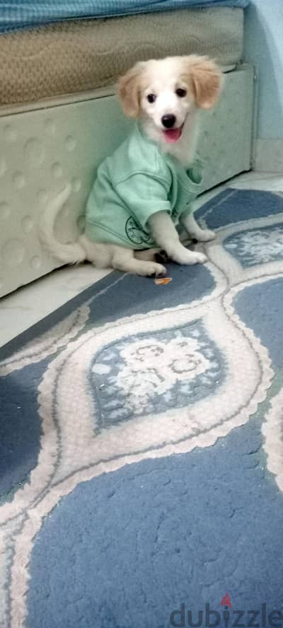 كلب جريفون ٣ شهور