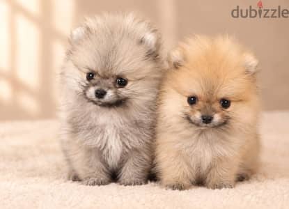 اصغر كلب بومرينيان   Pomeranian puppies teacup