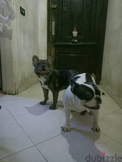 french bulldog male ذكر ميرل فرنش بولدوج