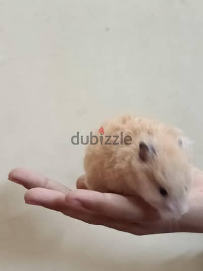 بنت وولدين