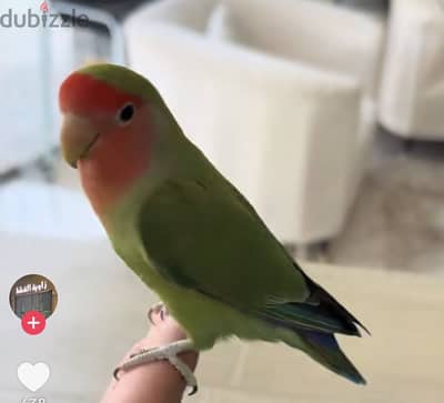 مطلوب فرخ روز صغير العمر