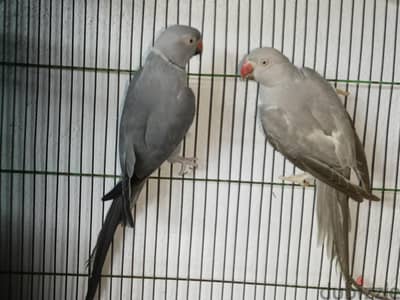جوز رمادى