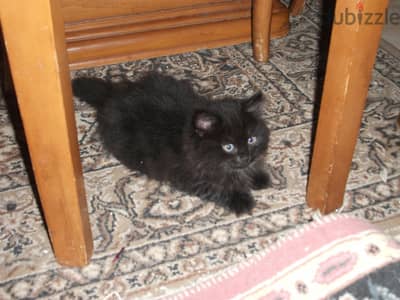 Siberian-Persian cat