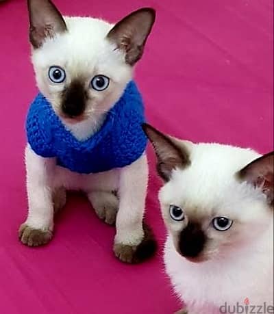 قطط سيامي سيامى Siamese cat