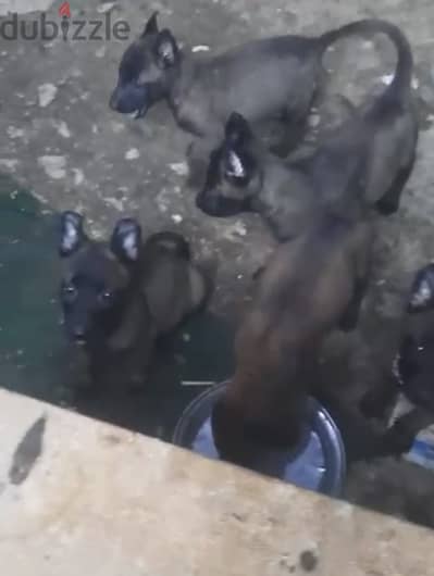 جراوي مالينو خط دم نار بسم لله مشاء الله