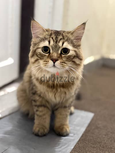 Simba