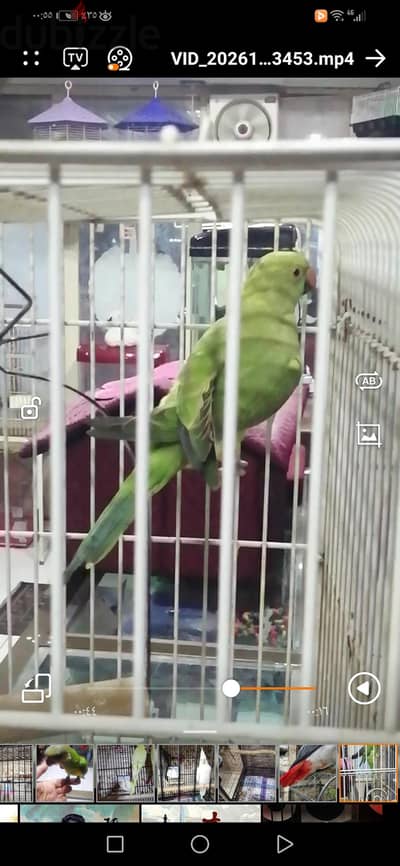 نتايه دره هندي