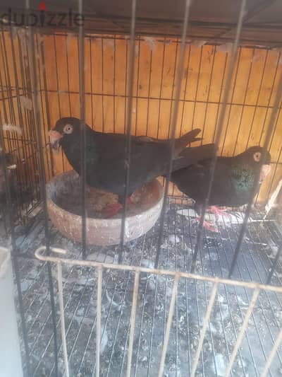 اص مراسلات عازب نص وطيره مراسله شغالين ميه ميه واص كزاخنجي طراطير