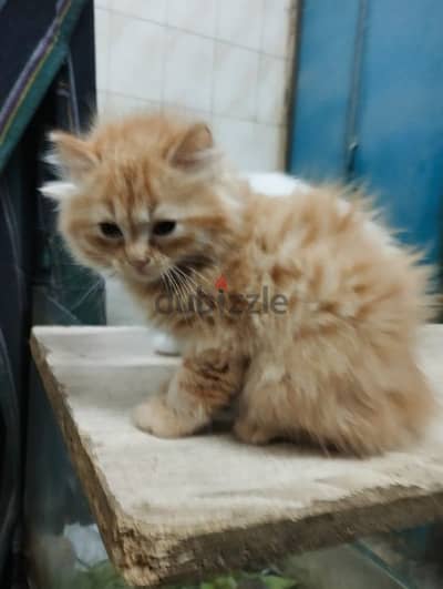 بنوته شيرازى مشمشى