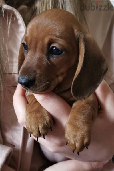puppy Dachshund