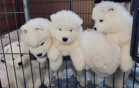 samoued puppy