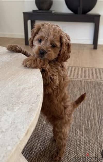 puppy Maltipoo