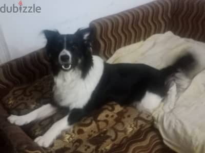بوردر كولى للبيع كلب بيور