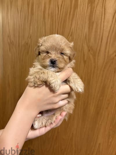 Maltipoo مالتيبو