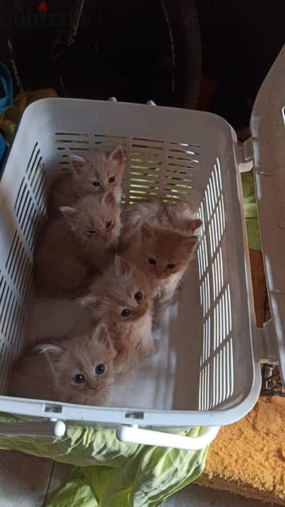 قطط شرزى بسعر رمزى