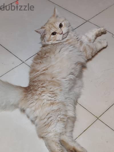 for adoption male Persian