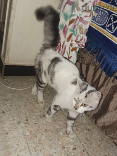 قطة بيتى