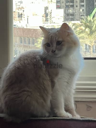 Twin cute cats