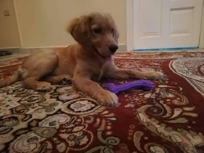 جرو جولدن انجليزي اصول مستوردة English Golden puppy