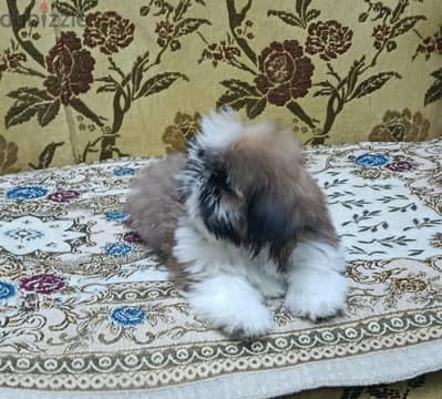 بنوتة شيه تزو