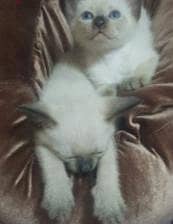 قطط سيامي سيامى Siamese cat