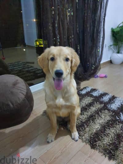 golden retriever female