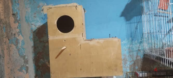 بياضه دره هندي