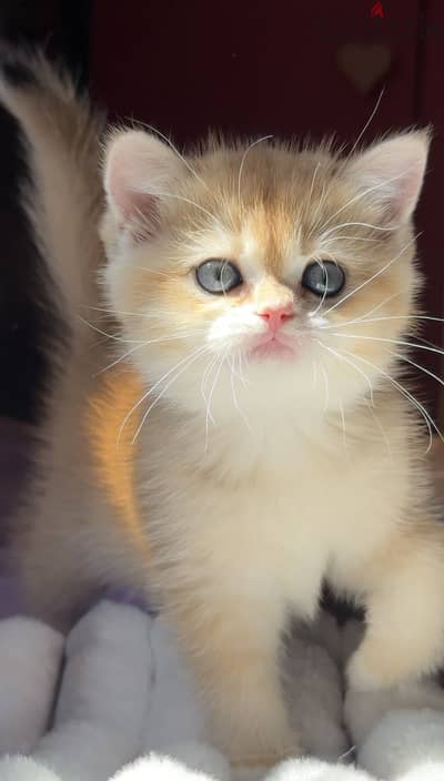 Golden British shorthair NY12 female