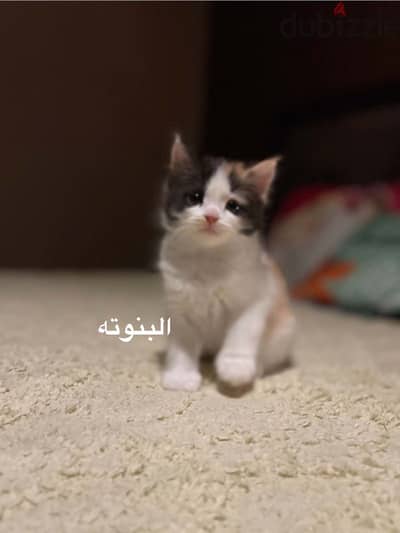قطط سكوتش فولد و فولد ستريت