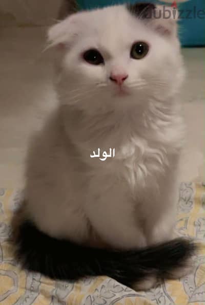 قطط سكوتش فولد و ستريت