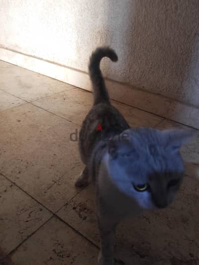 قطة للتبني