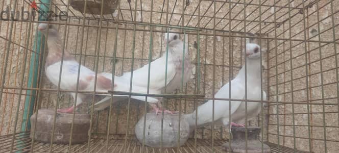حمام استراليا