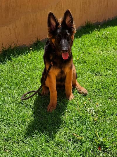 German Shepherd