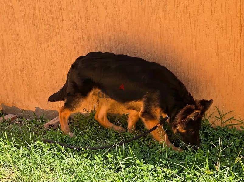 German Shepherd 1