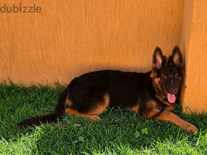 German Shepherd 2
